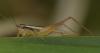 Euscyrtus bivittatus